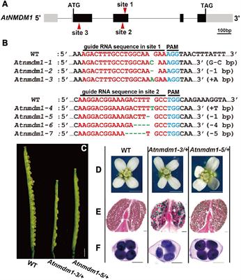 Arabidopsis Novel Microgametophyte Defective Mutant 1 Is Required for Pollen Viability via Influencing Intine Development in Arabidopsis